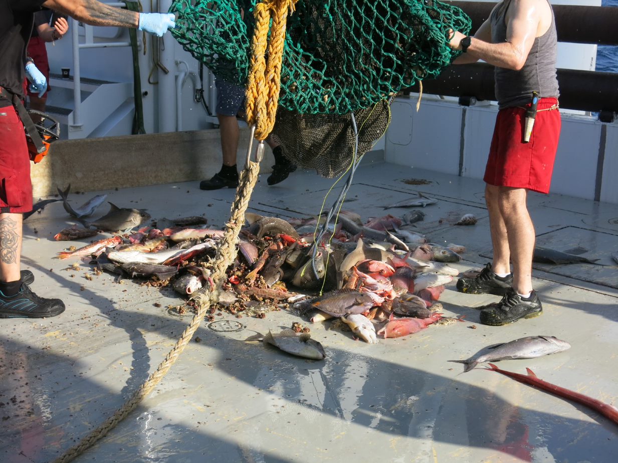 The research vessel Dr Fridtjof Nansen takes off to study marine life in Cabo Verde waters