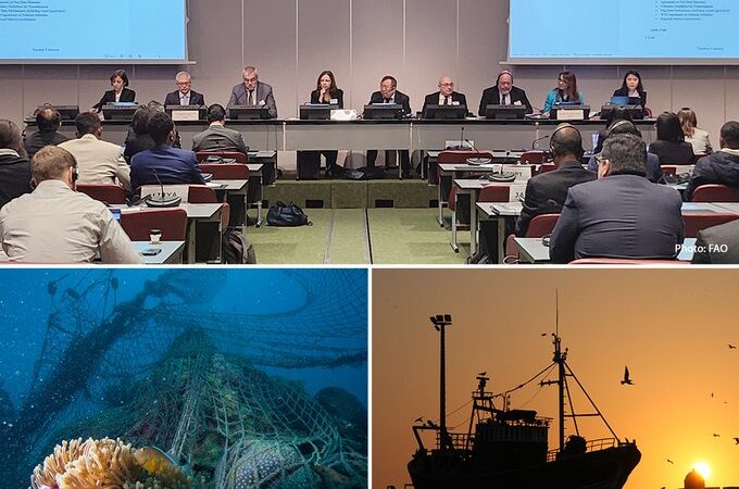UN agencies align actions to combat illegal, unreported and unregulated (IUU) fishing