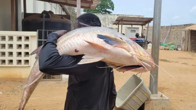 Côte d’Ivoire: African Development Bank grants loan of over €24 million to improve fisheries and aquaculture sectors, benefitting some 700,000 people