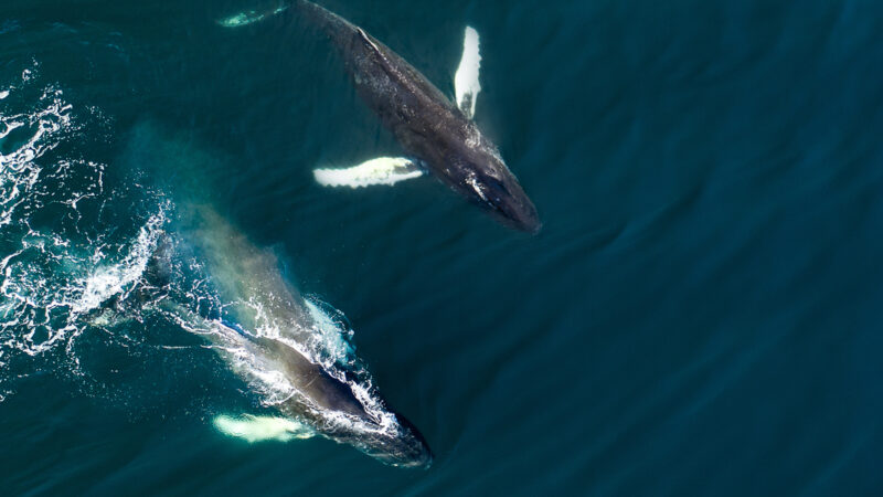 IMO welcomes a historic milestone for ocean conservation