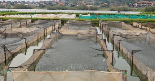 Scaling up Uganda’s Experience on Fish Export and Aquaculture for a Resilient and Competitive Blue Economy