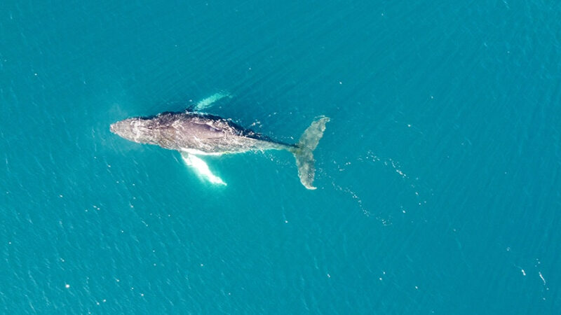 IMO welcomes entry into force of the BBNJ Agreement