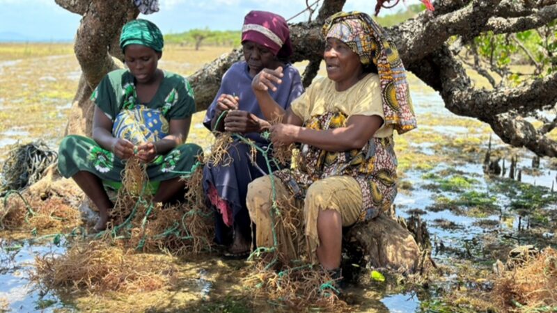 Seaweed for development: Who sets the rules and who captures the value?