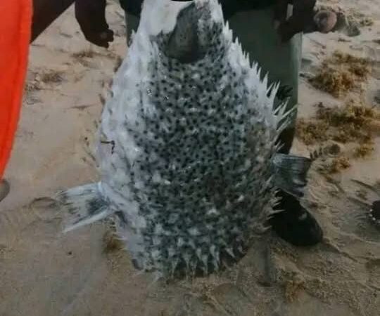 Liberia – Public Health Warning on the Consumption of Toxic Puffer-Fish