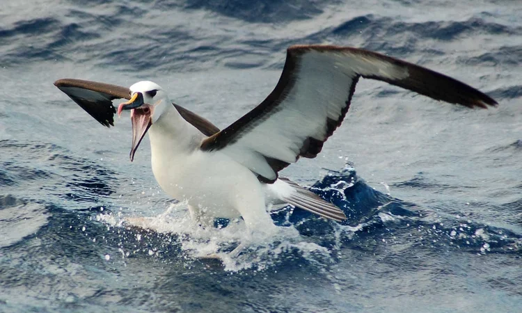 South Africa – Government adopts strategy to reduce incidental seabird mortality