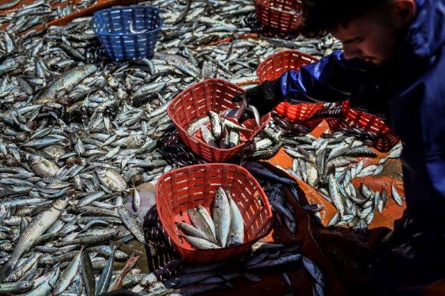 La pêche durable : Résultats de la deuxième Commission mixte dans le cadre de l’accord de pêche entre l’UE et le Maroc