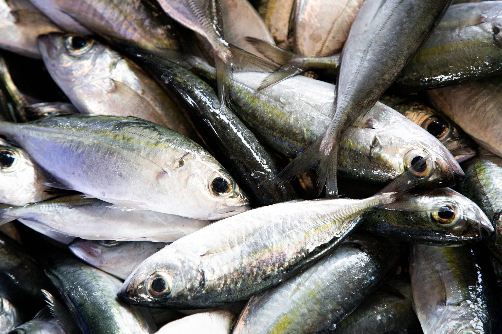 Le Togo va ratifier la Convention des Nations Unies sur le droit de la mer relatives à la conservation et à la gestion des stocks de poissons chevauchants et des stocks de poissons grands migrateurs