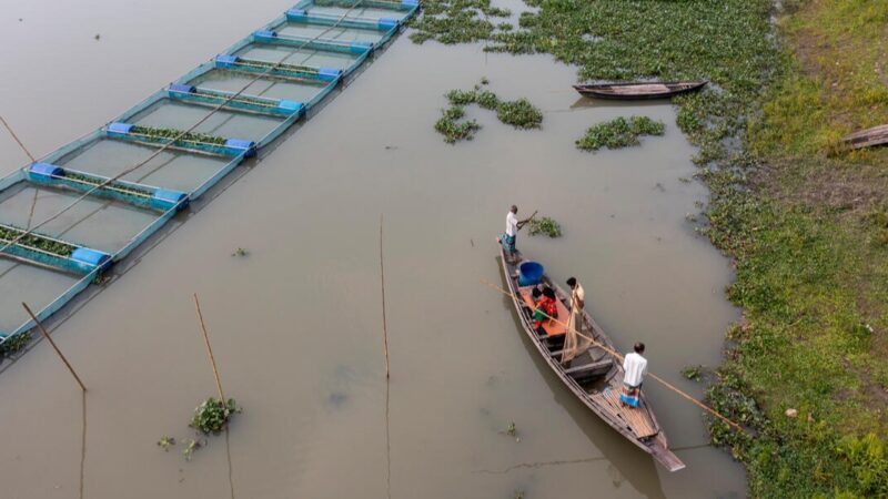 Rapport de la FAO: La production mondiale des pêches et de l’aquaculture atteint un nouveau record