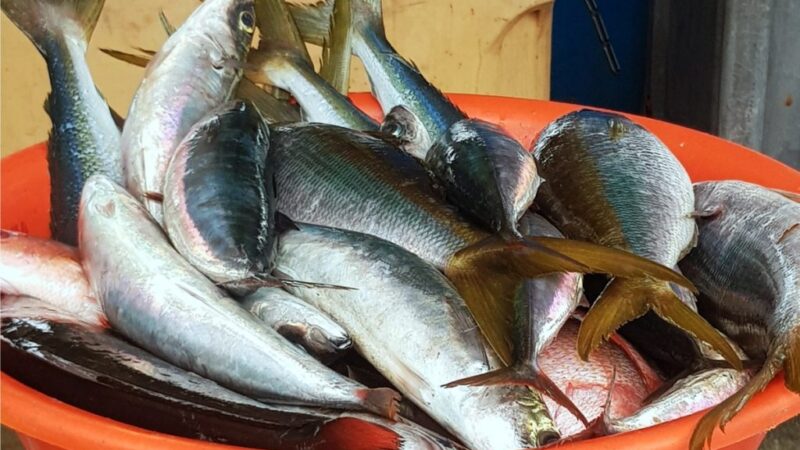 Direção Nacional de Pesca e Aquacultura suspende cobrança adicional no Cais de Pesca da Praia