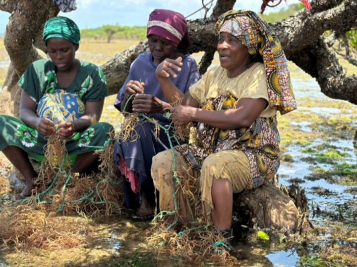 Algas marinas para el desarrollo: ¿Quién establece las reglas y quién capta el valor?