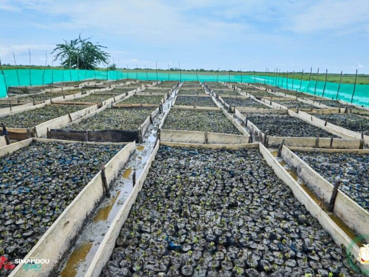 Guinée : le premier projet pilote de carbone bleu en mangrove dépasse 90 % de réussite technique
