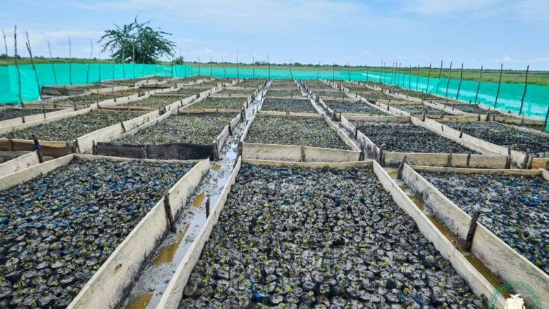 Guinée : le premier projet pilote de carbone bleu en mangrove dépasse 90 % de réussite technique