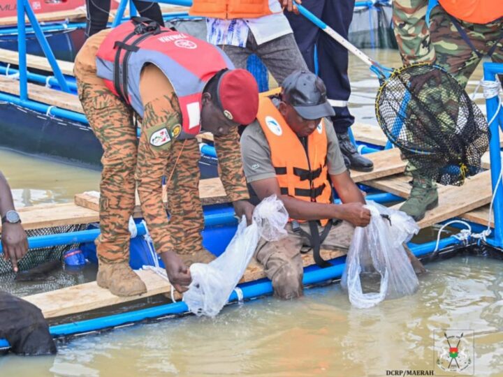 Burkina Faso – Pisciculture en cages flottantes : le pangasius, une nouvelle espèce introduite au barrage de Pô