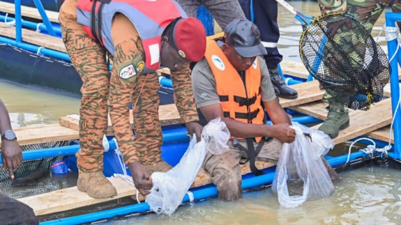 Burkina Faso – Pisciculture en cages flottantes : le pangasius, une nouvelle espèce introduite au barrage de Pô