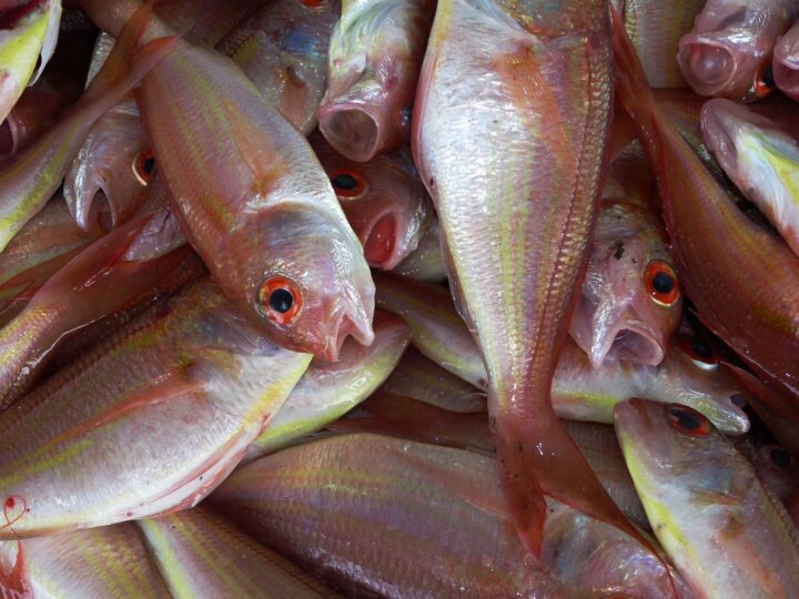 La Zambie réaffirme son engagement en faveur des instruments régionaux de politique des pêches
