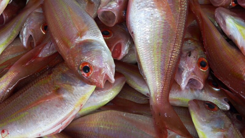 La Zambie réaffirme son engagement en faveur des instruments régionaux de politique des pêches